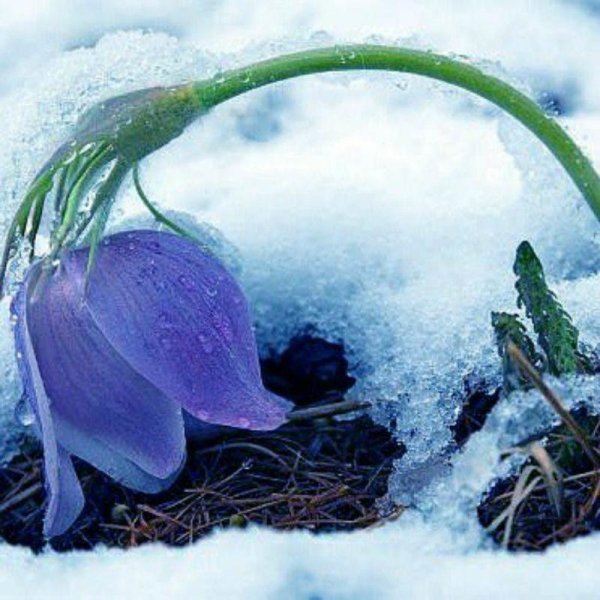 Подснежники под снегом