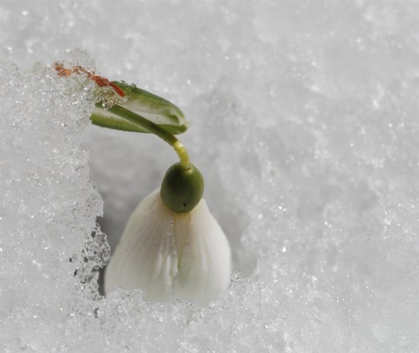 Подснежники среди снега