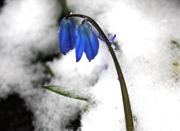 Арнотт "Подснежник"