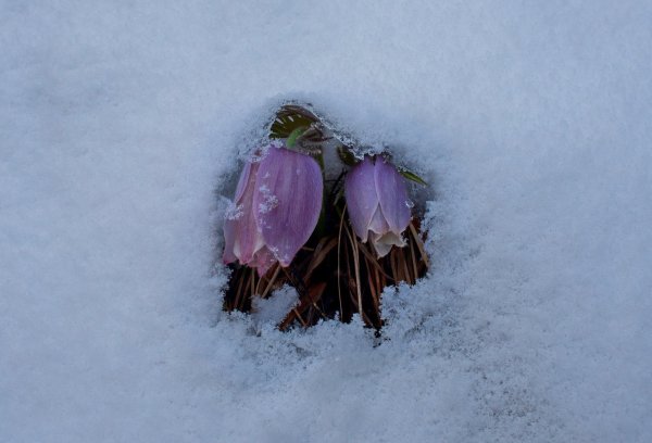 Подснежники из под снега