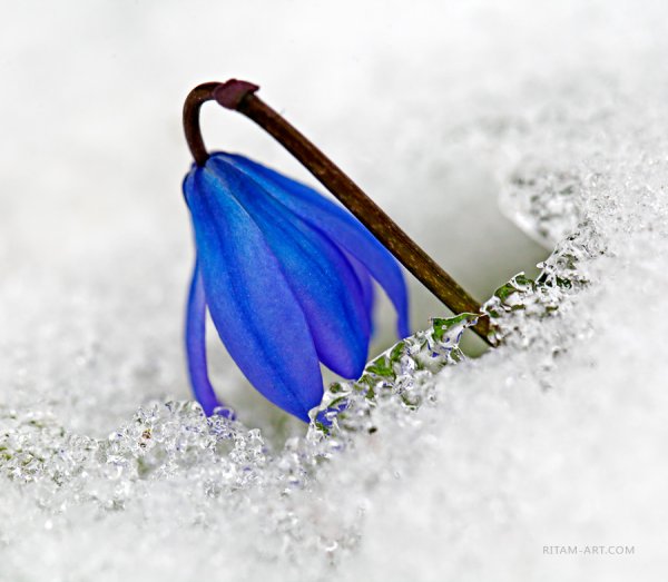 Голубые подснежники в снегу