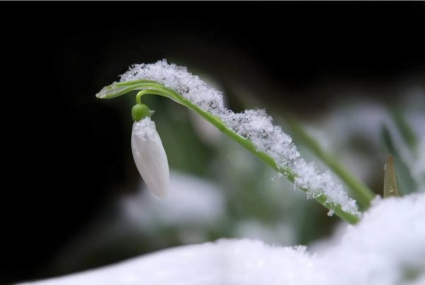 Ландыши в снегу