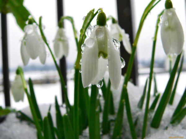 Весна подснежники
