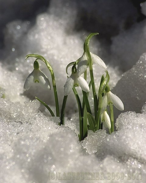 Первоцветы - подснежники, Ландыши?