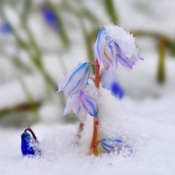 Весенние цветы в снегу
