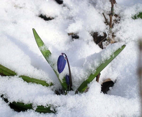 Подснежники под снегом