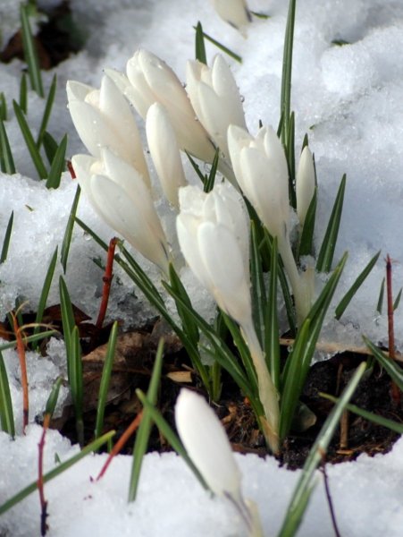 Подснежники из под снега