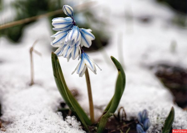 Подснежники пушкиния