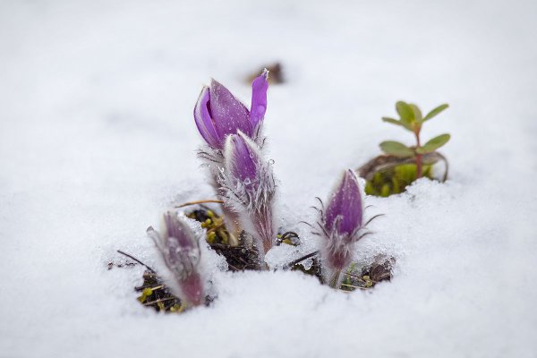Первоцветы в снегу