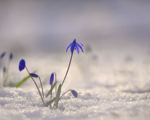 Пролески в снегу