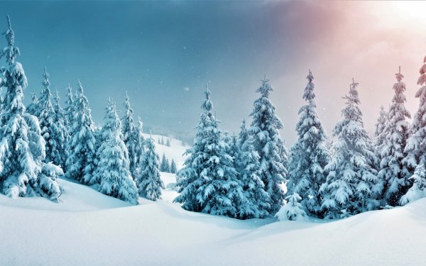 В новогоднем лесу