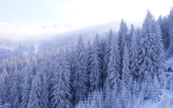 Заснеженный лес