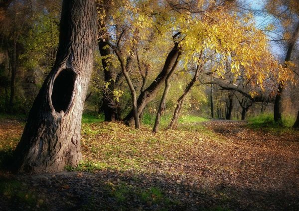 Дерево с дуплом в лесу