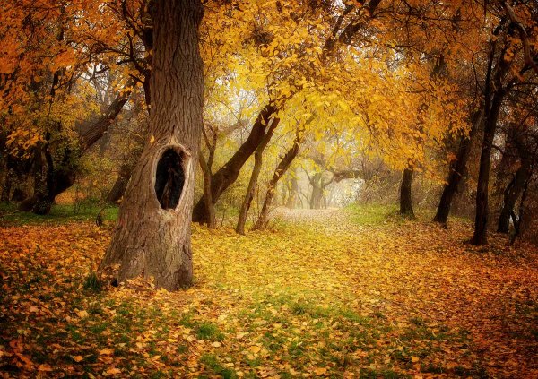 Сказочный осенний лес