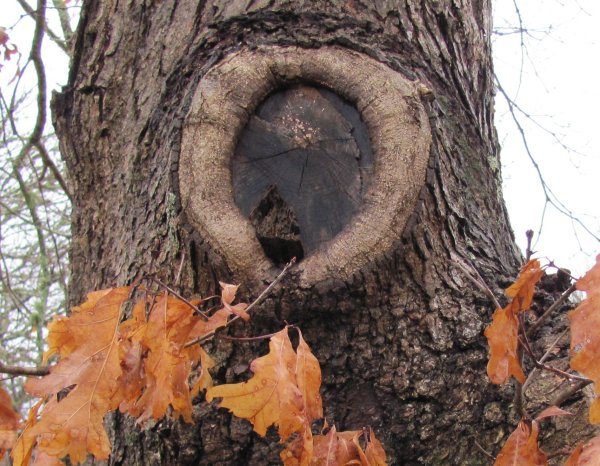 Дерево с дуплом