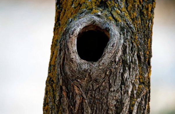 Дупло древесины