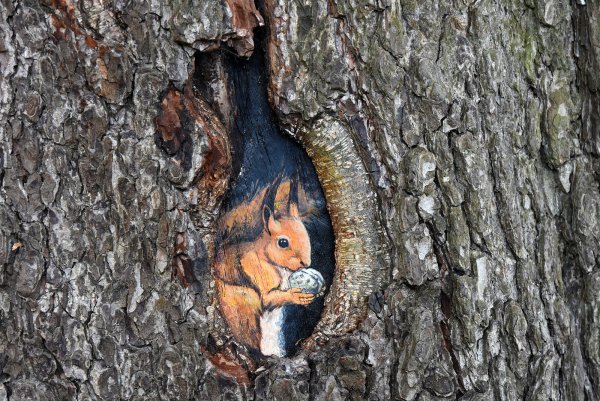 Дупло белки беличье дупло
