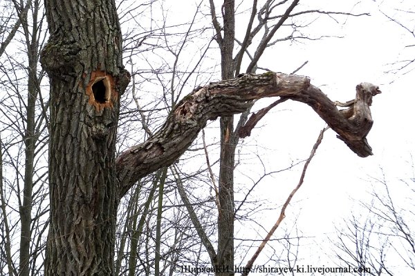 Развальцевал дупло
