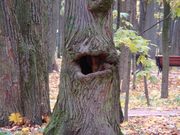 Дупло Павловский парк