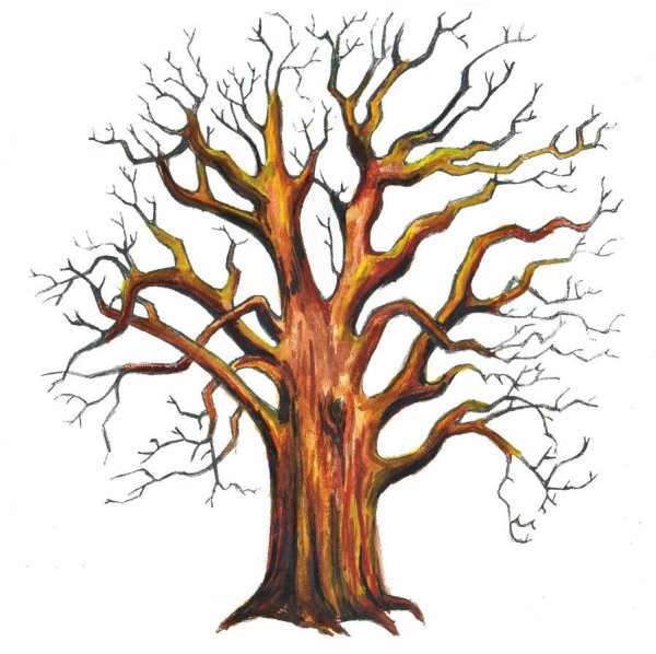 Дуб без листьев