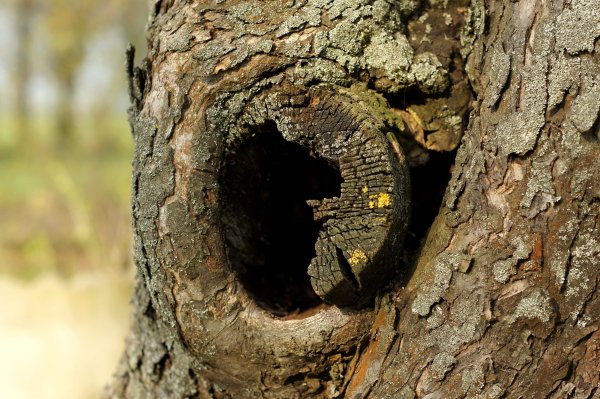 Кора дерева с дуплом