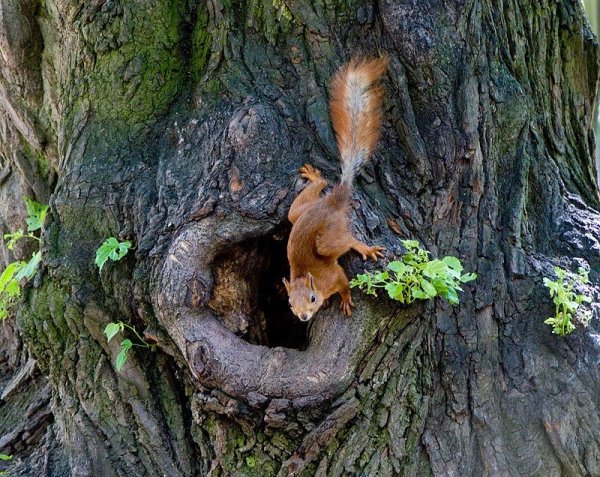 Беличья Нора гнездо