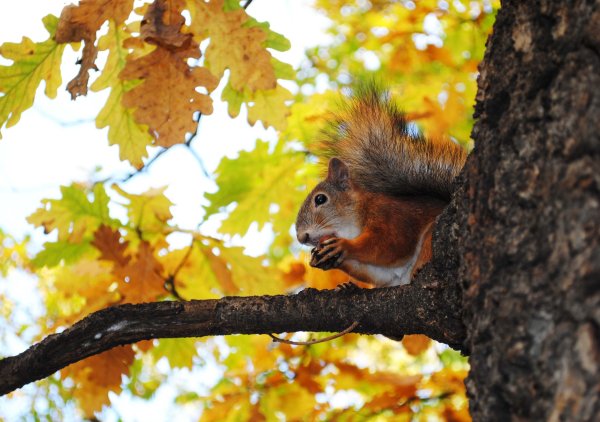 Белка в осеннем лесу
