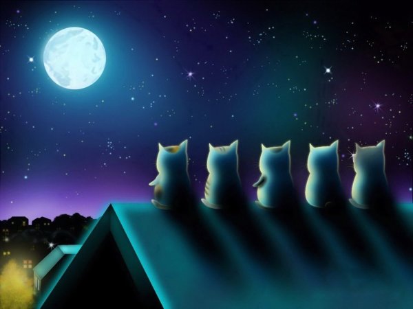 Лунный котик