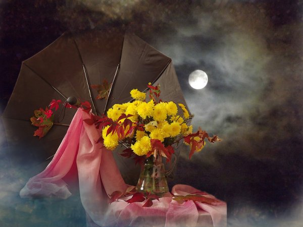 Осенние цветы ночью