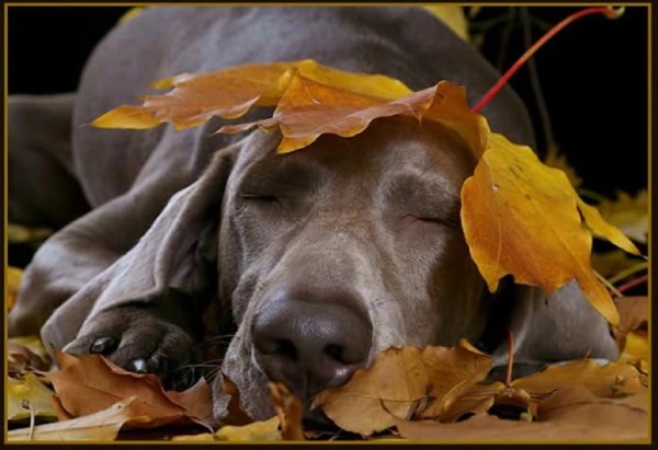 Спокойной ночи осень