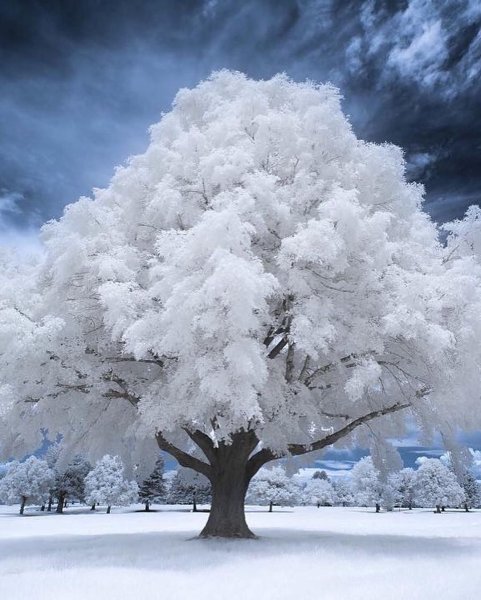 Заснеженные деревья