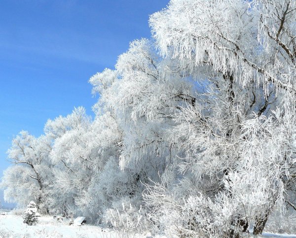 Иней на деревьях
