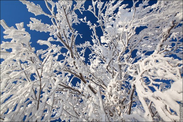 Деревья в зимнем серебре