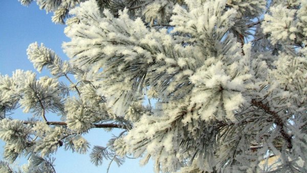 Сосны в снегу