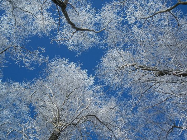 Февраль природа