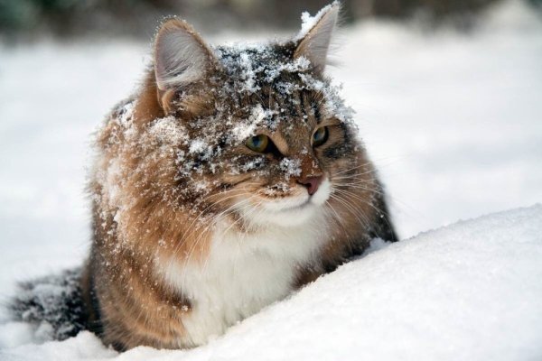 Снежное утро