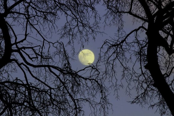 Полнолуние дерево