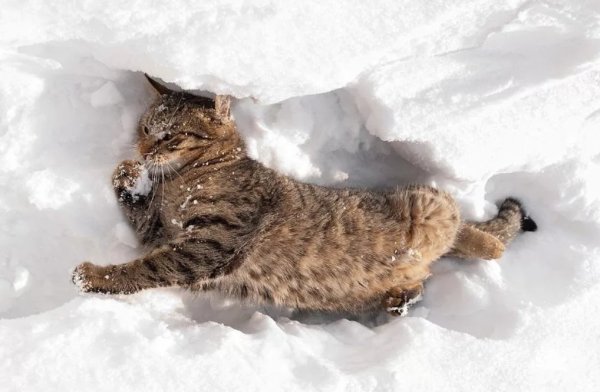 Кот валяется в снегу
