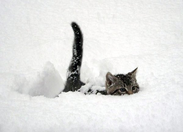 Котенок в снегу