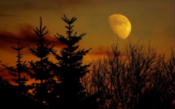 Пейзаж Освещённый луной