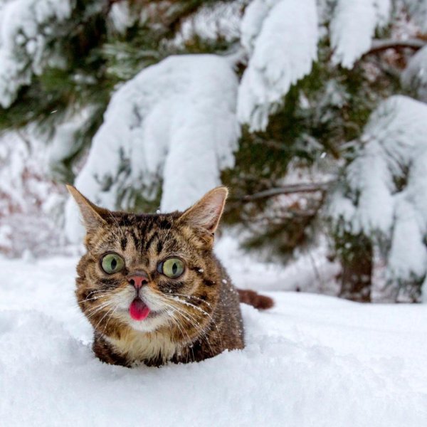 Кот в сугробе