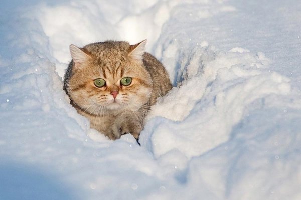 Кошка валяется в снегу