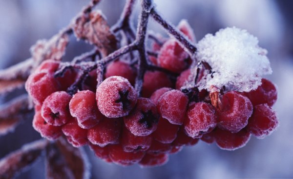 Рябина в инее