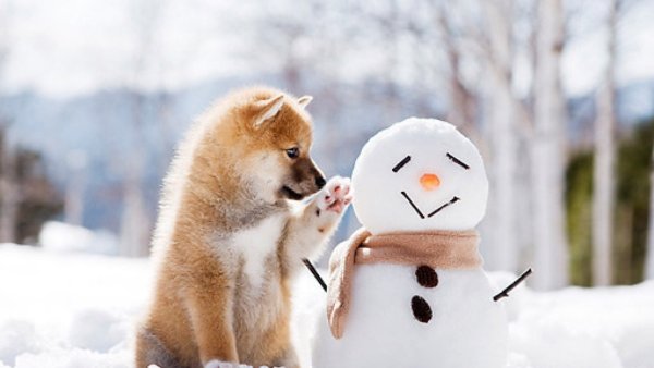 Зимнее утро животные