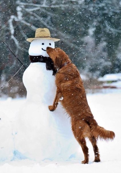 Снежная собака