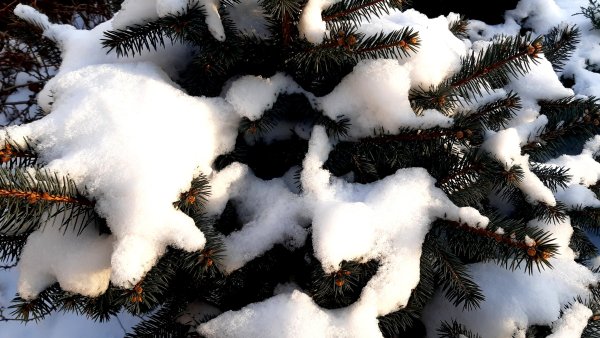 Голубая ель в снегу