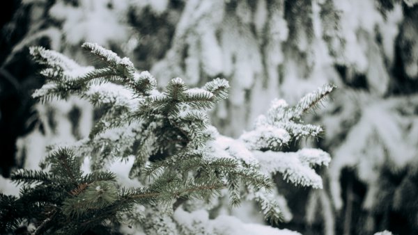 Елка в снегу