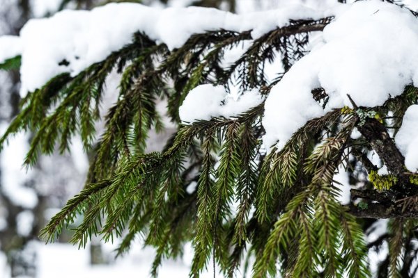 Ветка ели в снегу