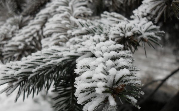 Елка в снегу