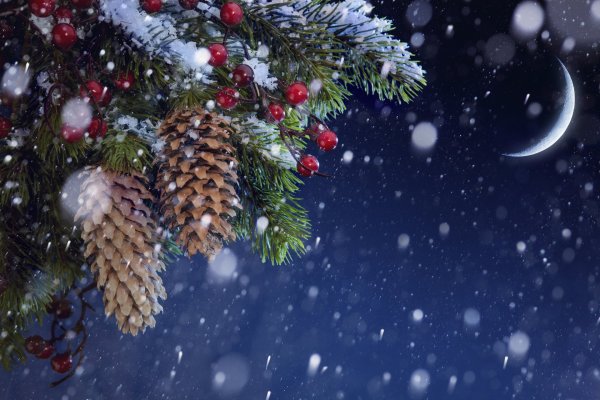 Елка в снегу